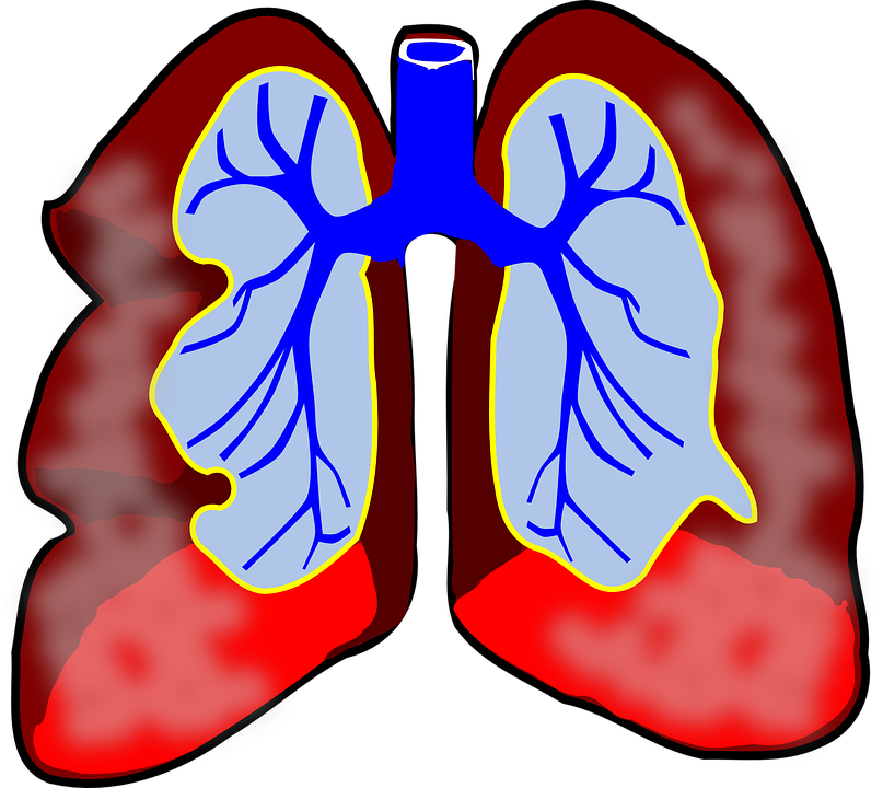 A diagram of the respiratory system